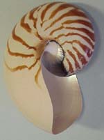 Nautilus shell