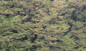 Lenga, Nothofagus pumilio