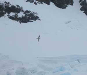 Snow Petrel amongst the ice