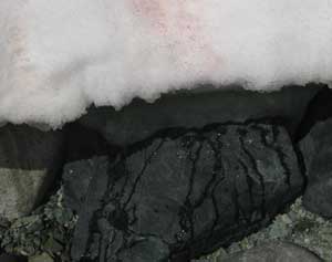Melting ice on a shoreline