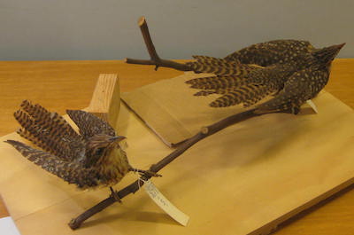 Museum Victoria: Long-tailed Cuckoo Mounts