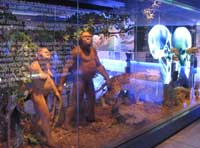 Display, Sterkfontein Caves Visitor Centre