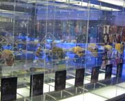 Display, Sterkfontein Caves Visitor Centre