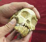 University of Witwatersrand: Taung skull pieces assembled