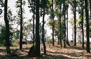 Gond hamlet on the edge of Kanha, Madya Pradesh