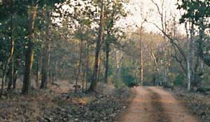 Wild boar in Pench forest, Madya Pradesh, India