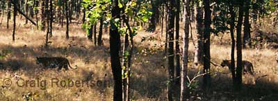 Tigers in Pench forest, Madya Pradesh, India