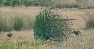 Wild peafowl displaying, Kanha National Park, India