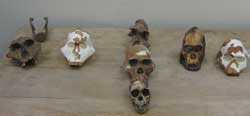 Skull casts, Institute for Human Evolution, South Africa