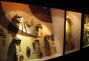 Display, Institute for Human Evolution, University of Witwatersrand, Johannesburg, South Africa