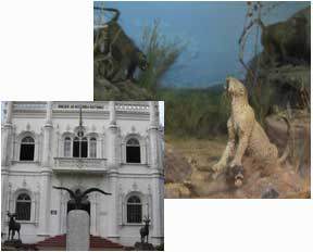 Diorama, Museum of Natural History, Maputo, Mozambique