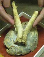 Leopard mandible fitted to holes in australopithecine skull, Transvaal Museum