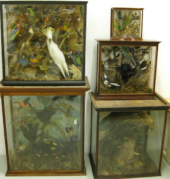 In the birds and mammals room.